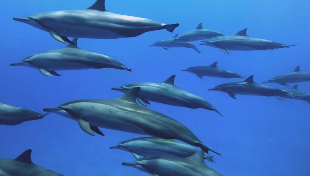 Dolphin Tour, Starfish Tour, BlueLagoon, The Rock, Kuza Cave | ®ExcursionMania