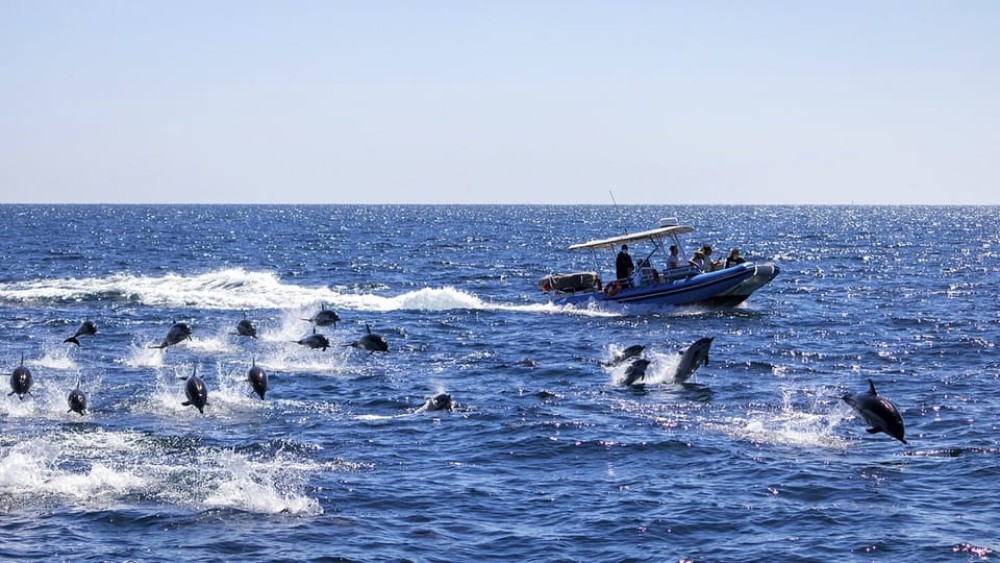 Dolphin Tour, Starfish Tour, Blue Lagoon, The Rock, Jozani | ®ExcursionMania