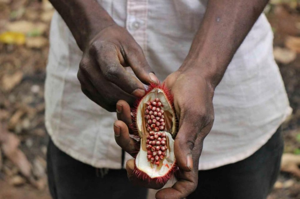 Zanzibar : Spice Farms Tour & Traditional Cooking Class | ®ExcursionMania