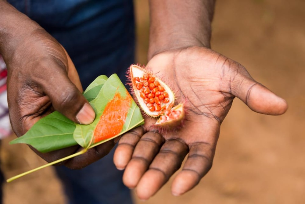 Zanzibar : Spice Farms Tour & Traditional Cooking Class | ®ExcursionMania