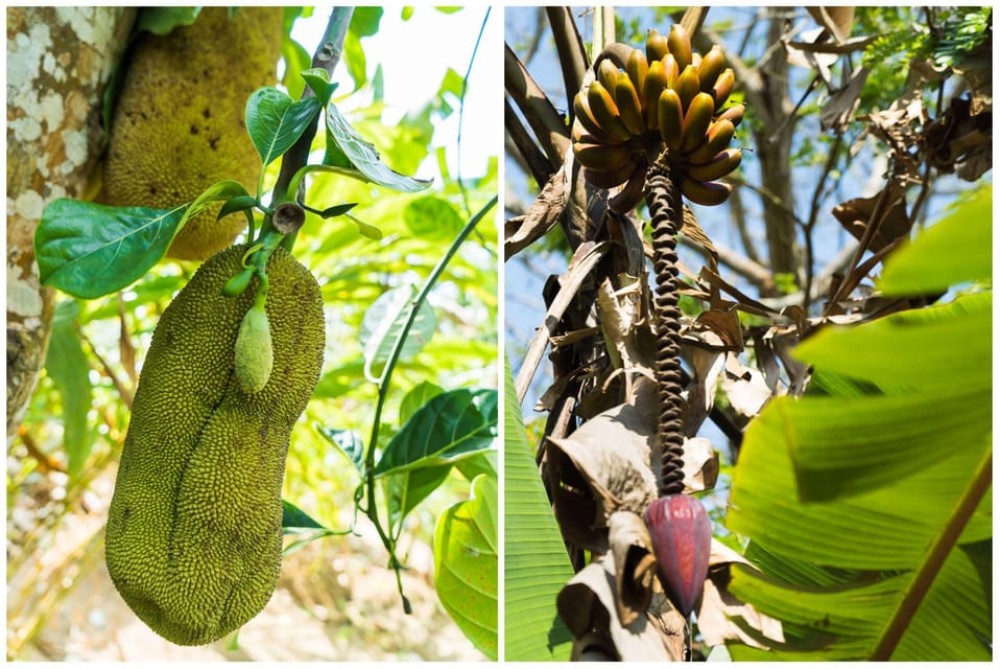 Zanzibar : Spice Farms Tour & Traditional Cooking Class | ®ExcursionMania