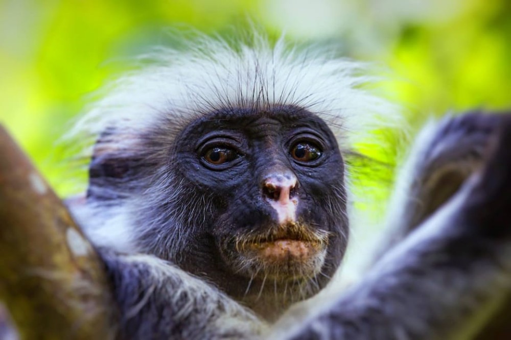 Jozani Forest, Ngonga Cave, Kuza Cave, The Rock Restaurant | ®ExcursionMania
