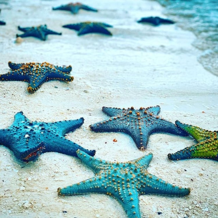 Blue Lagoon, Starfish Tour, The Rock, Kuza Cave, Paje Beach | ®ExcursionMania