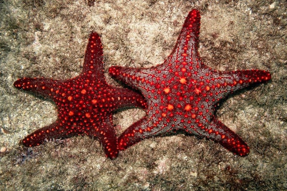 Blue Lagoon, Starfish Tour, The Rock, Kuza Cave, Paje Beach | ®ExcursionMania