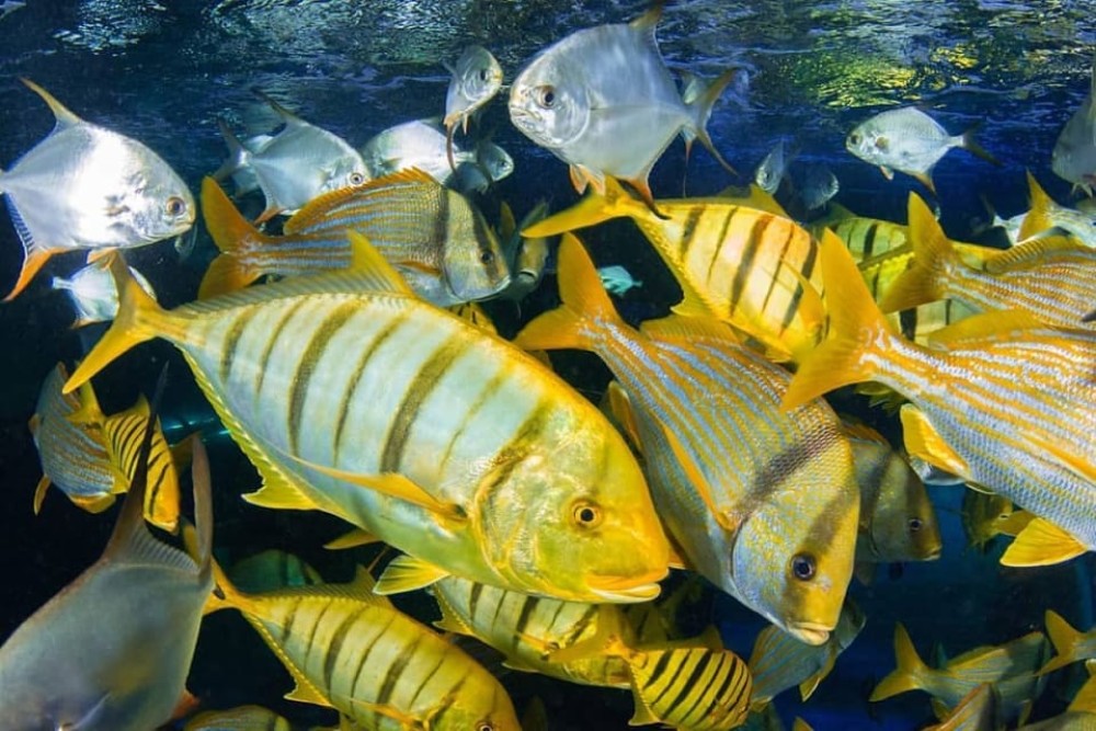 Blue Lagoon, Starfish Tour, The Rock, Kuza Cave, Paje Beach | ®ExcursionMania