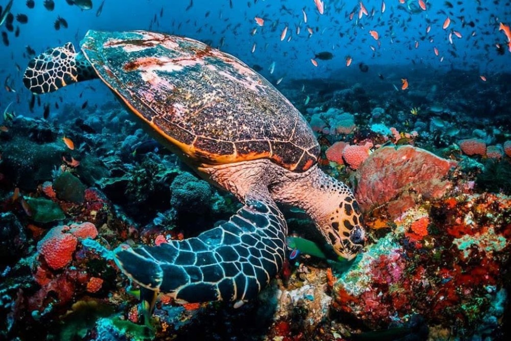 Mnemba Dolphin Tour, The Rock Restaurant, Kuza Cave Tour | ®ExcursionMania