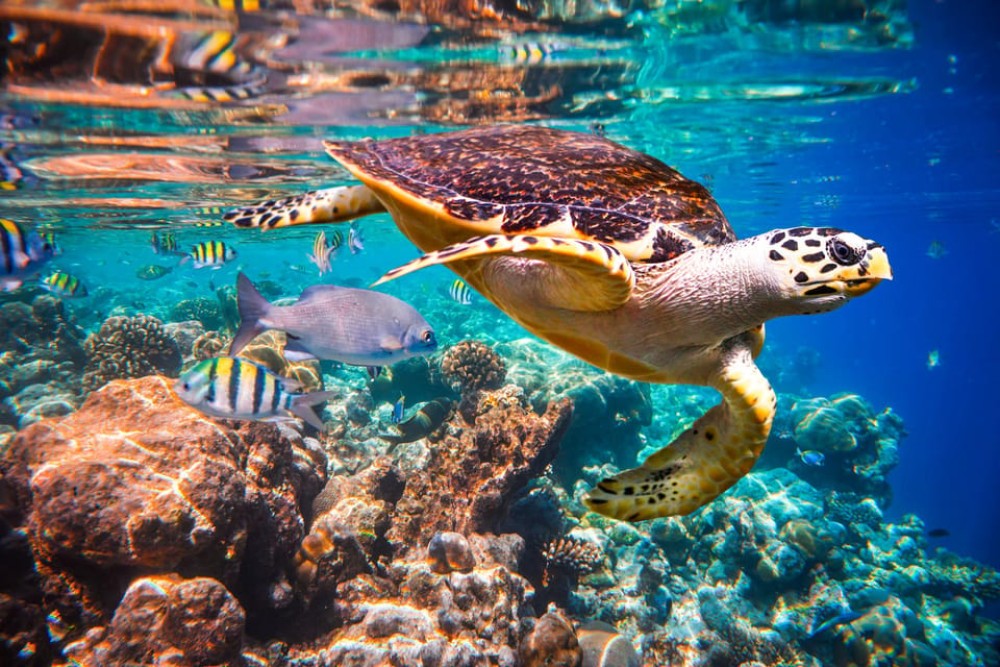 Mnemba Dolphin Tour, The Rock Restaurant, Kuza Cave Tour | ®ExcursionMania