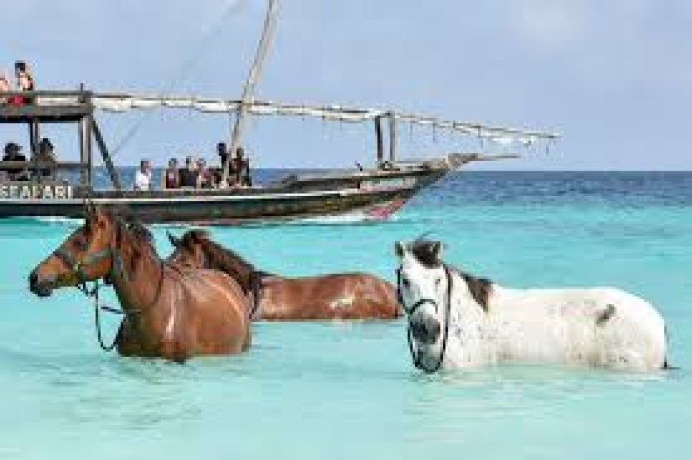 Zanzibar: Beach Horseback Ride and Swim with the Horse | ®ExcursionMania