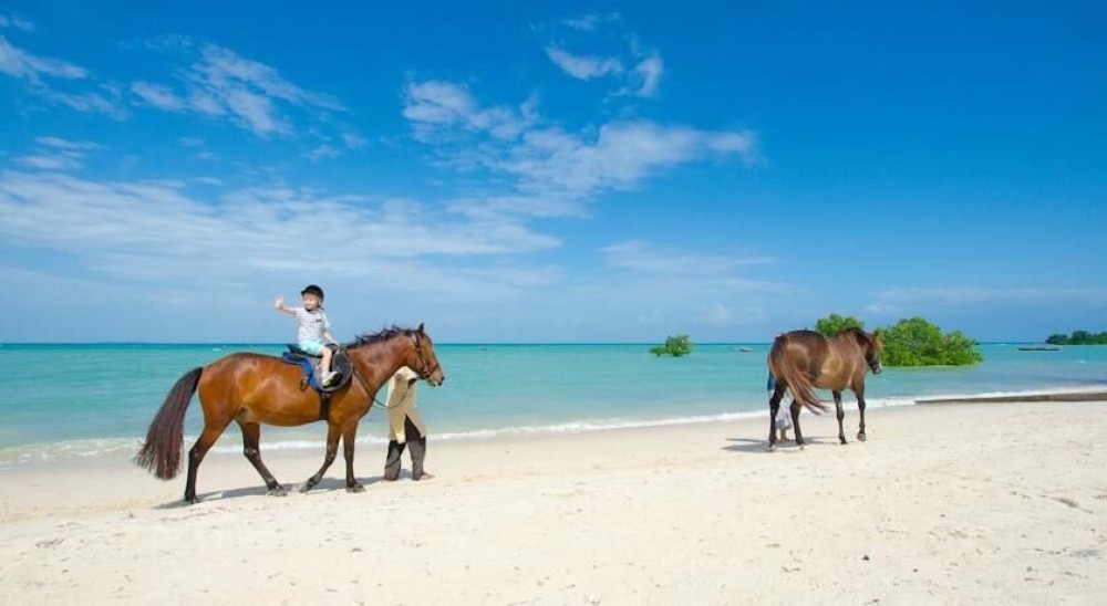 Zanzibar: Beach Horseback Ride and Swim with the Horse | ®ExcursionMania