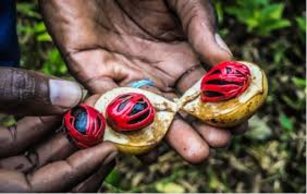 Zanzibar: Spice Tour | ®ExcursionMania
