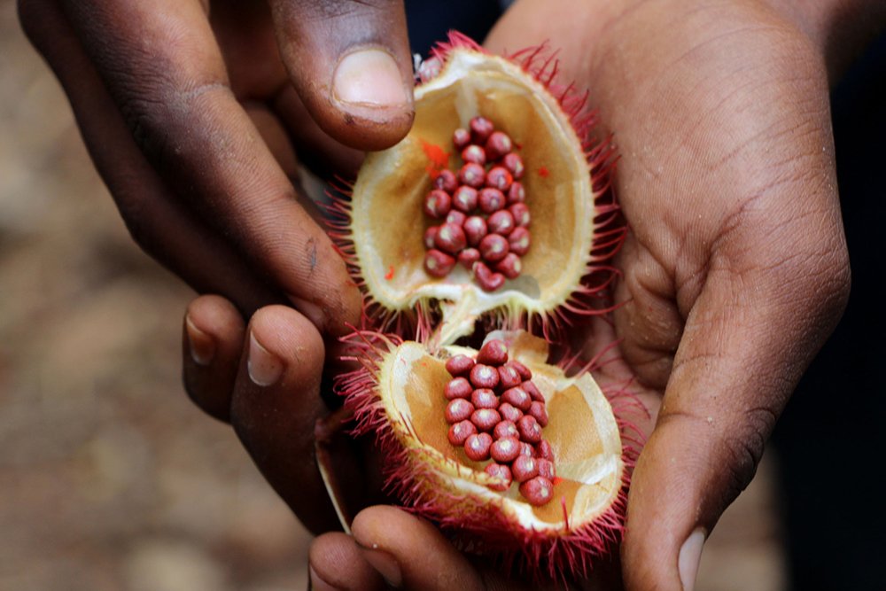 Zanzibar: Spice Tour | ®ExcursionMania