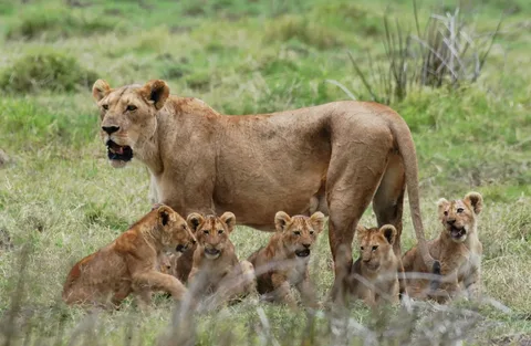 Mikumi National Park Day Visit | ®ExcursionMania