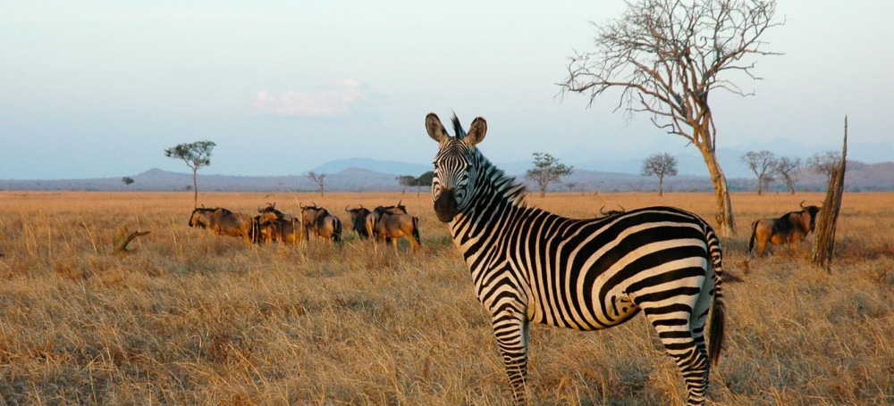 Mikumi National Park Day Visit | ®ExcursionMania
