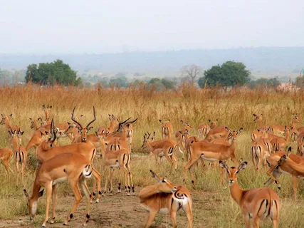 Mikumi National Park Day Visit | ®ExcursionMania