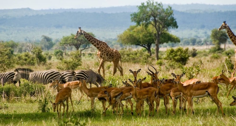 Mikumi National Park Day Visit | ®ExcursionMania
