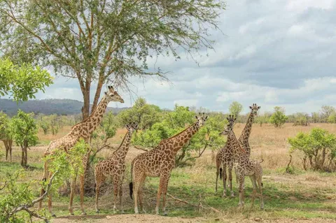 Mikumi National Park Day Visit | ®ExcursionMania