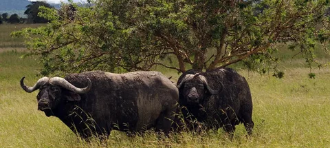 Mikumi National Park Day Visit | ®ExcursionMania