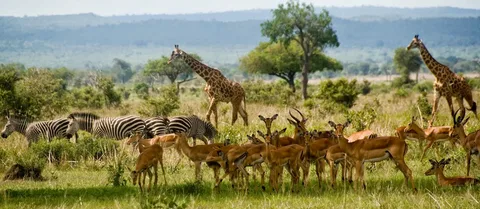 Mikumi National Park Day Visit | ®ExcursionMania