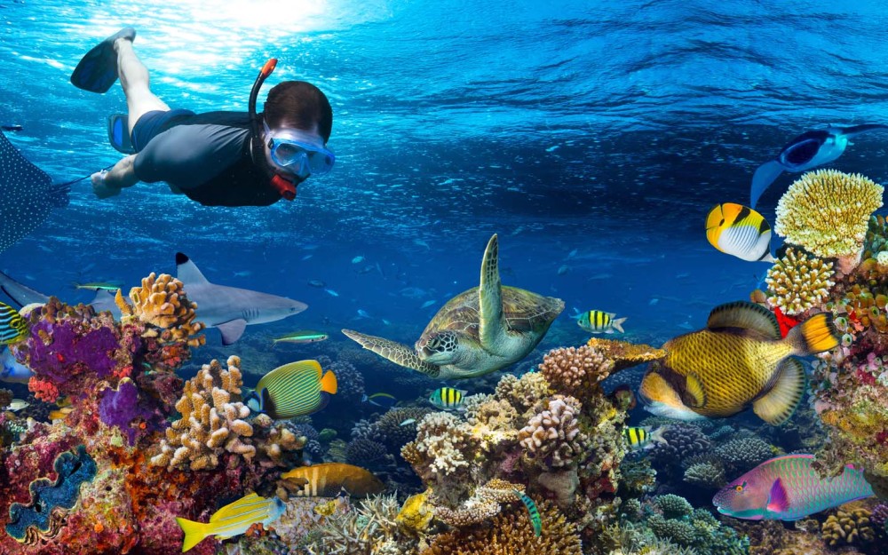 Dolphin & Tumbatu Island Snorkeling | ®ExcursionMania