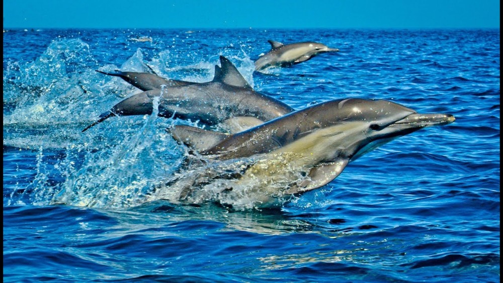 Zanzibar: Mnemba Snorkeling and Dolphin Tour with Dhow Boat | ®ExcursionMania
