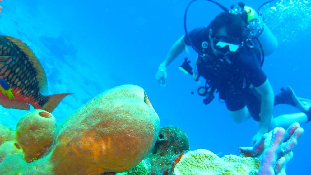 Zanzibar: Mnemba Snorkeling and Dolphin Tour with Dhow Boat | ®ExcursionMania