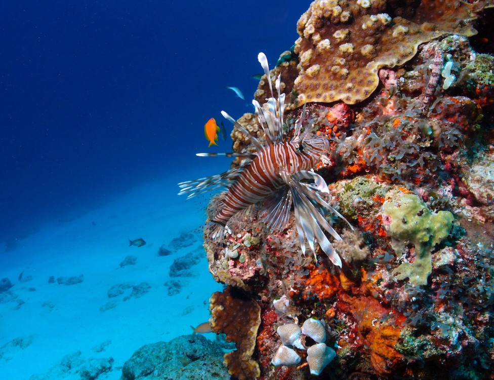 Zanzibar: Mnemba Snorkeling and Dolphin Tour with Dhow Boat | ®ExcursionMania