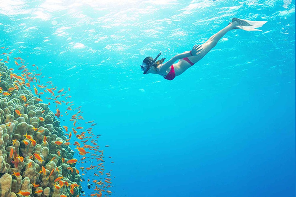 From Kendwa: Mnemba Atoll and Dolphin Snorkel Full Day Trip | ®ExcursionMania