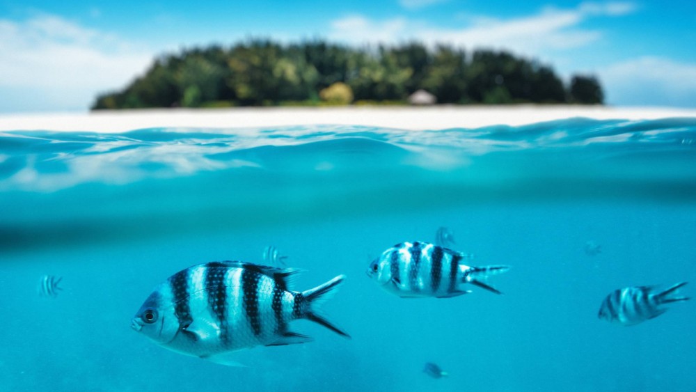From Kendwa: Mnemba Atoll and Dolphin Snorkel Full Day Trip | ®ExcursionMania