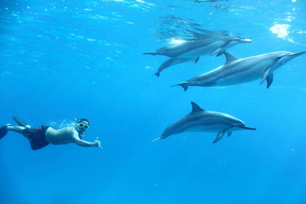 From Kendwa: Mnemba Atoll and Dolphin Snorkel Full Day Trip | ®ExcursionMania