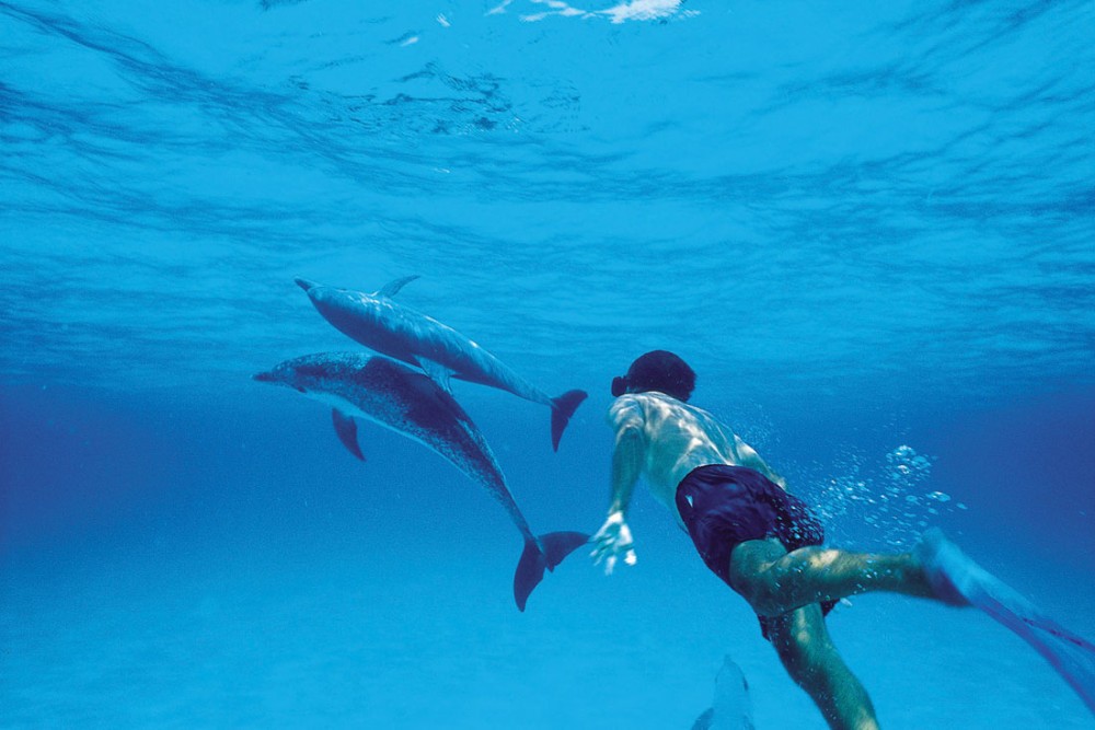 From Kendwa: Mnemba Atoll and Dolphin Snorkel Full Day Trip | ®ExcursionMania