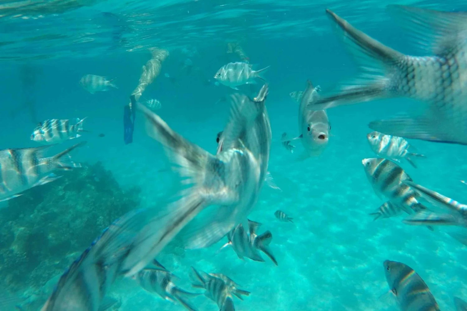 From Kendwa: Mnemba Atoll and Dolphin Snorkel Full Day Trip | ®ExcursionMania
