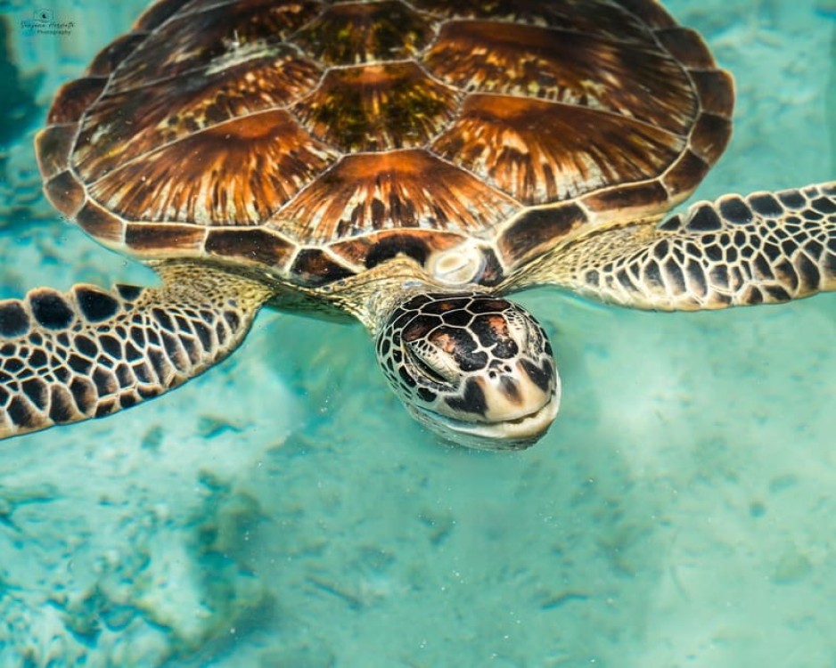 Zanzibar: Swim with Sea Turtles at Baraka or Salaam Aquarium | ®ExcursionMania