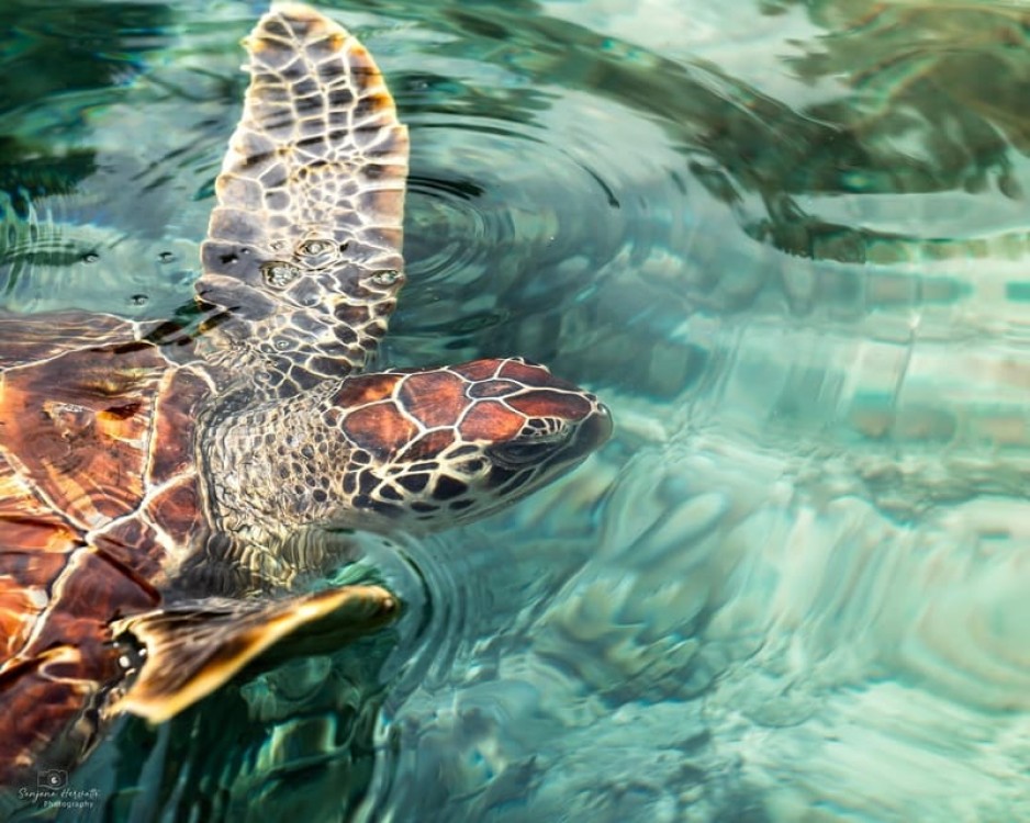 Zanzibar: Swim with Sea Turtles at Baraka or Salaam Aquarium | ®ExcursionMania
