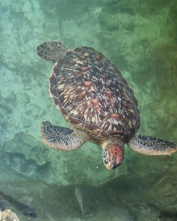 Zanzibar: Swim with Sea Turtles at Baraka or Salaam Aquarium | ®ExcursionMania