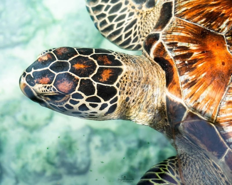 Zanzibar: Swim with Sea Turtles at Baraka or Salaam Aquarium | ®ExcursionMania