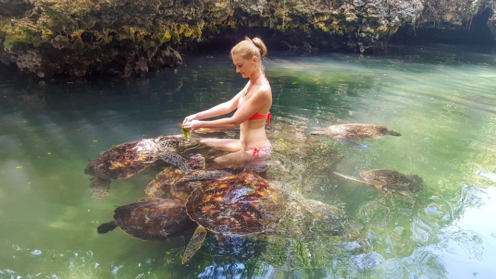 Zanzibar: Swim with Sea Turtles at Baraka or Salaam Aquarium | ®ExcursionMania