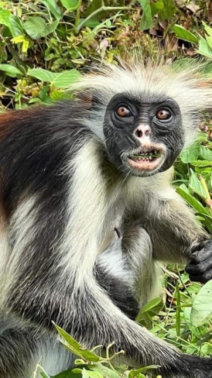 Zanzibar: Jozani Forest Walking Tour | ®ExcursionMania
