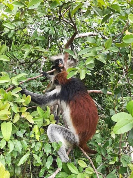 Zanzibar: Jozani Forest Walking Tour | ®ExcursionMania