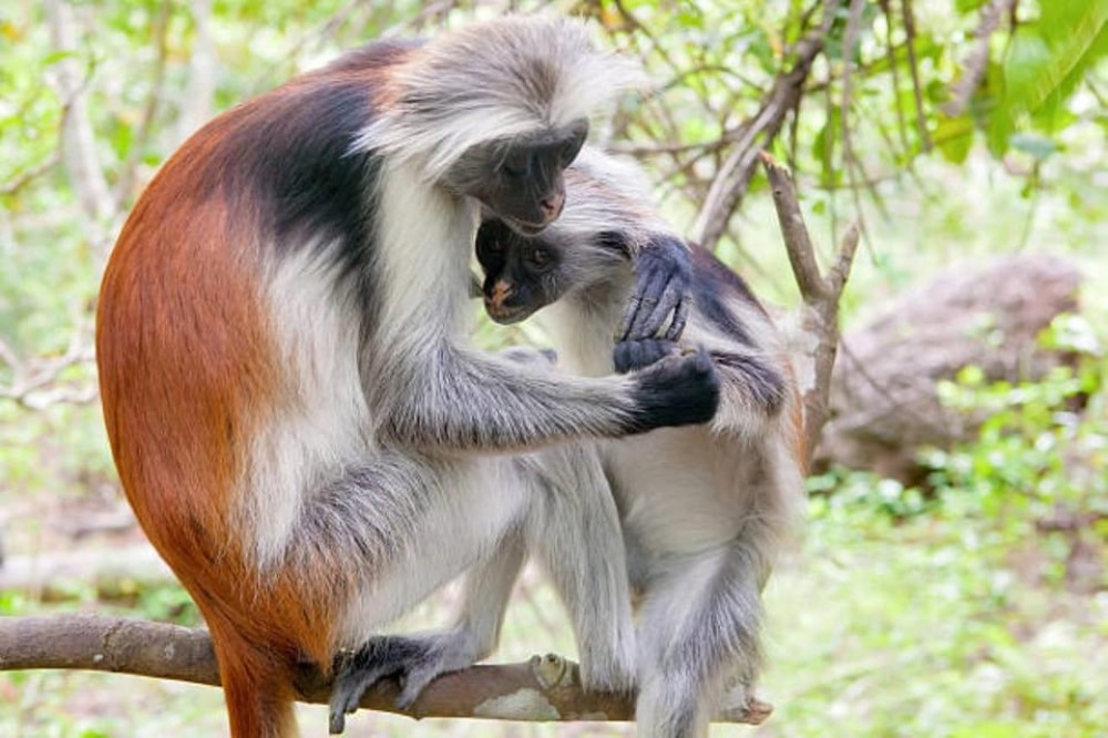 Zanzibar: Jozani Forest Walking Tour | ®ExcursionMania