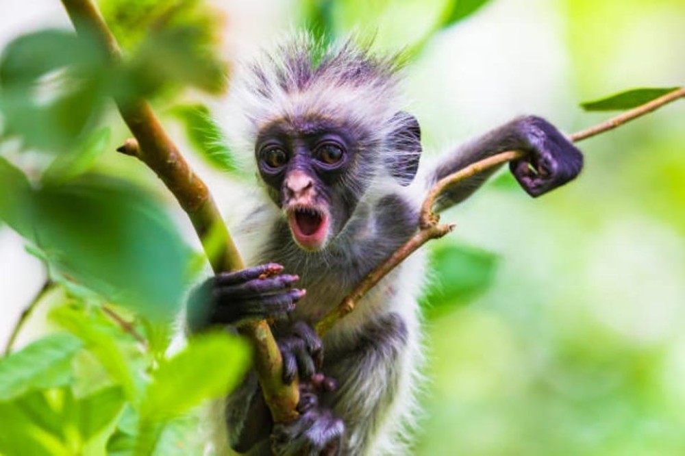 Zanzibar: Jozani Forest Walking Tour | ®ExcursionMania