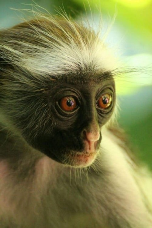 Zanzibar: Jozani Forest Walking Tour | ®ExcursionMania