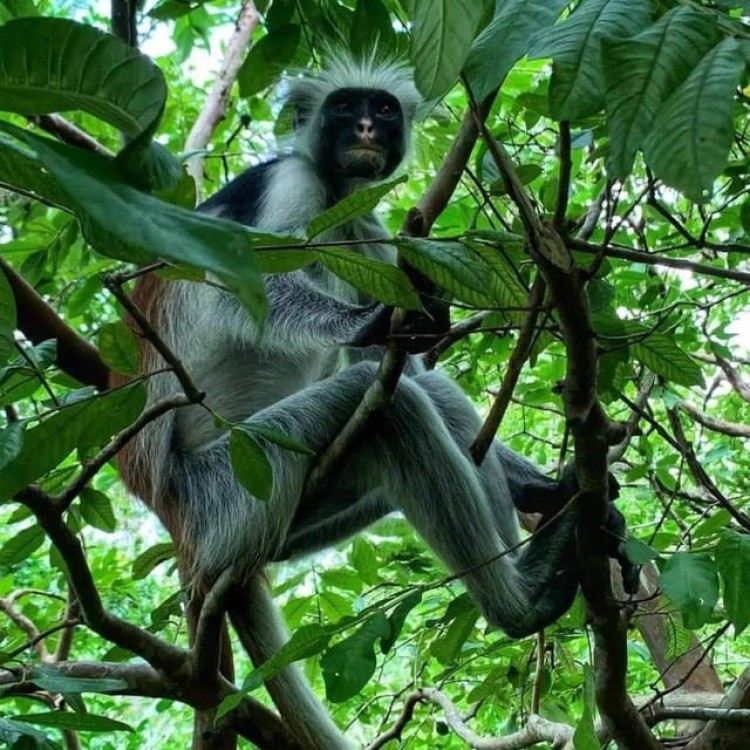 Zanzibar: Jozani Forest Walking Tour | ®ExcursionMania