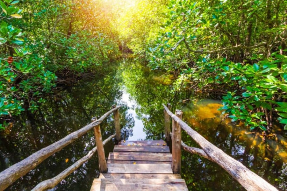 Zanzibar: Jozani Forest Walking Tour | ®ExcursionMania