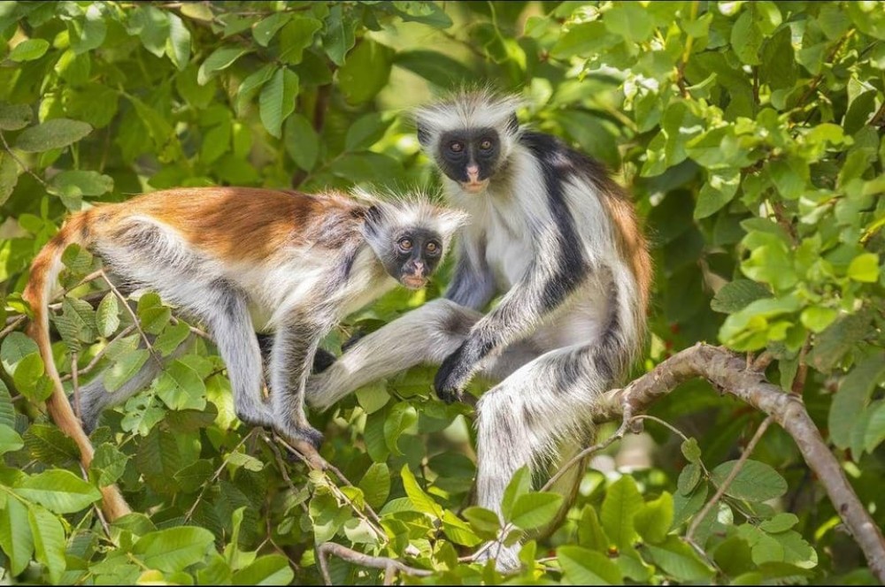 Zanzibar: Jozani Forest Walking Tour | ®ExcursionMania