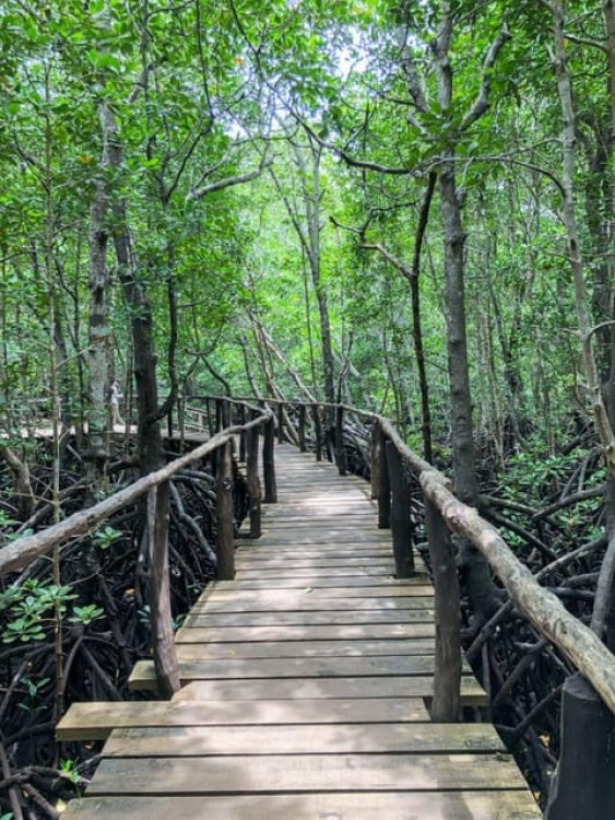 Zanzibar: Jozani Forest Walking Tour | ®ExcursionMania