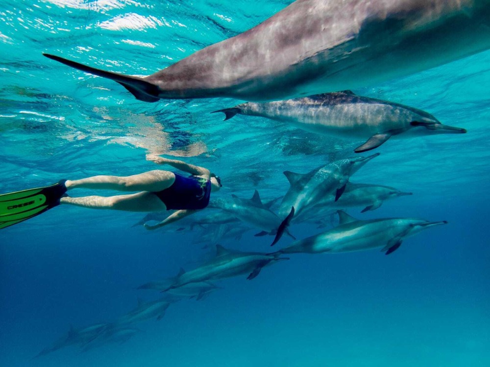 Zanzibars Aquatic Wonders: Snorkeling Mnemba and Dolphins | ®ExcursionMania