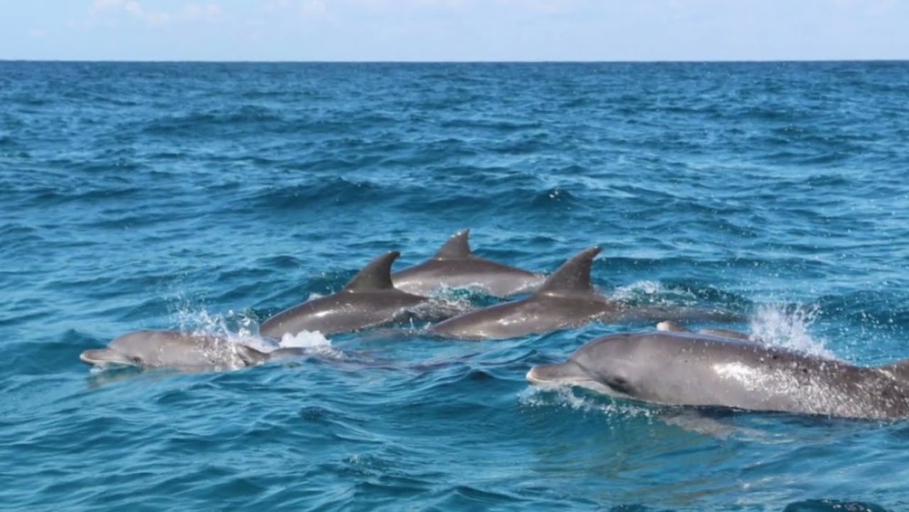 Zanzibars Aquatic Wonders: Snorkeling Mnemba and Dolphins | ®ExcursionMania
