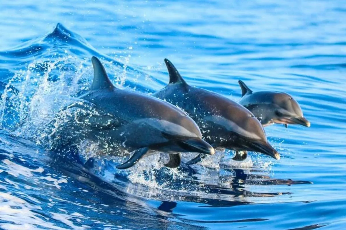 Zanzibar: Mnemba atoll, dolphin & snorkelling tour | ®ExcursionMania