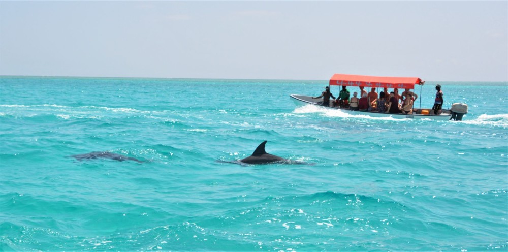 Zanzibar: Mnemba atoll, dolphin & snorkelling tour | ®ExcursionMania