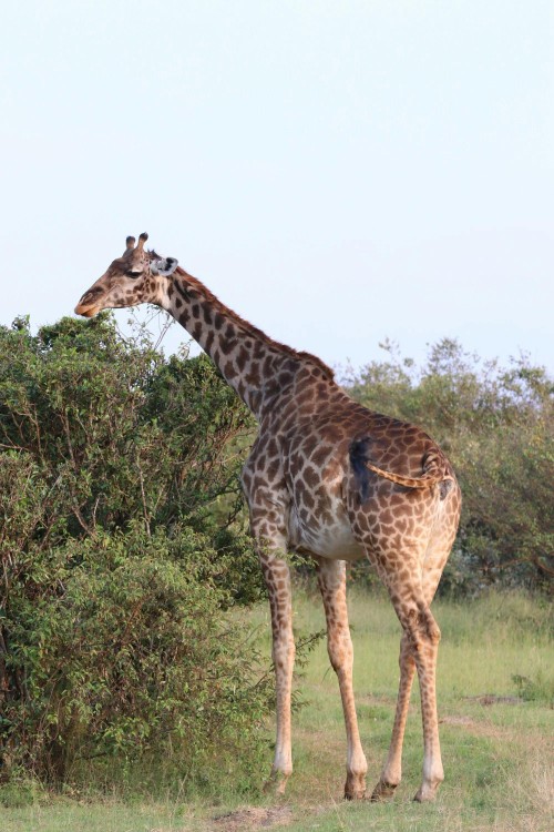 Zanzibar: Safari Day trip from Zanzibar to Mikumi | ®ExcursionMania